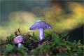 Pilz aus dem tiefen Walde