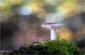 Pilze im tiefen Walde