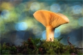 Pilze im tiefen Walde