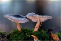Pilze im tiefen Walde