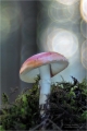 Fliegenpilz