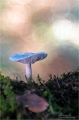 Pilze im tiefen Walde