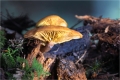 Pilze im tiefen Walde