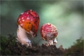 Fliegenpilz