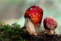 Fliegenpilz