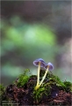 Pilze im tiefen Walde