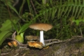 Pilze in der Montagne d'Ambre