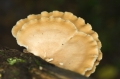 Schöner Pilz