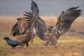 Seeadler