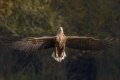 Seeadler