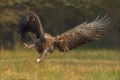 Seeadler