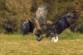 Seeadler