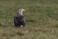 Seeadler