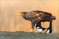 Seeadler
