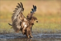 Seeadler