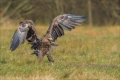 Seeadler