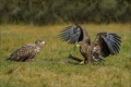 Seeadler