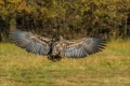 Seeadler