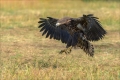 Seeadler