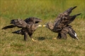 Seeadler