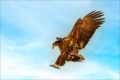 Seeadler