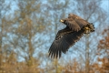 Seeadler