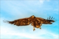 Seeadler