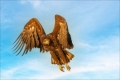 Seeadler