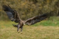 Seeadler