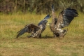 Seeadler