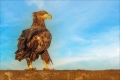 Seeadler