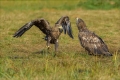 Seeadler