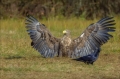 Seeadler