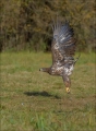 Seeadler
