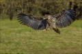 Seeadler