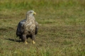 Seeadler