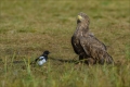Seeadler