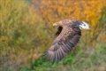 Seeadler