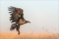 Seeadler