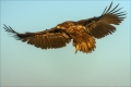 Seeadler