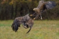 Seeadler