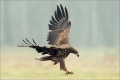 Seeadler