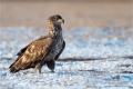 Seeadler