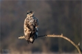 Seeadler