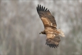 Seeadler