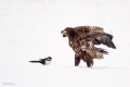 Seeadler
