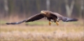 Seeadler