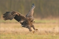 Seeadler