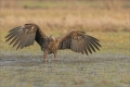 Seeadler