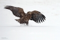 Seeadler